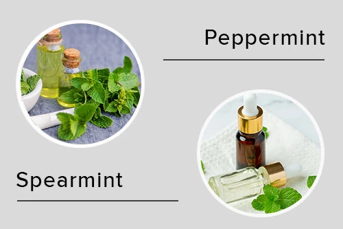 Peppermint & Spearmint