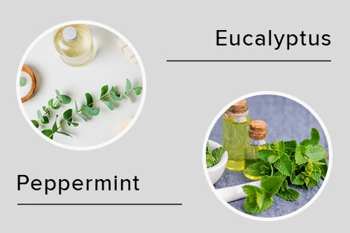 Peppermint & Spearmint