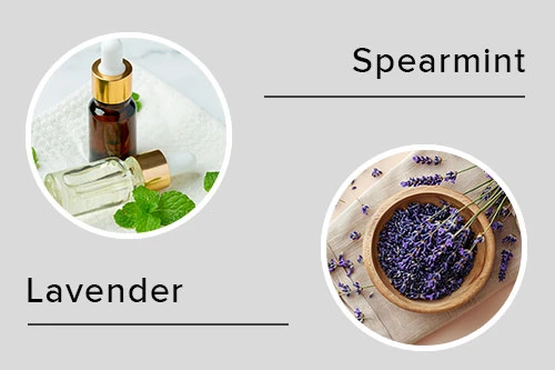 Peppermint & Spearmint