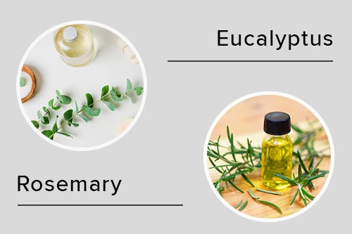 Eucalyptus & Rosemary