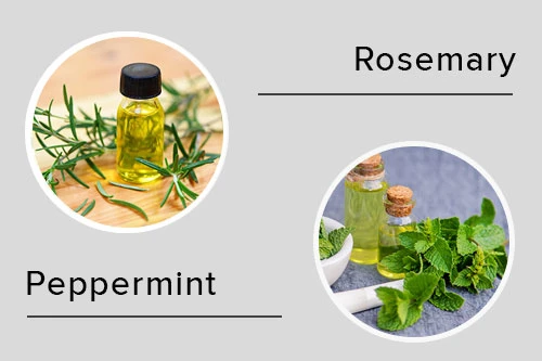 Peppermint & Spearmint